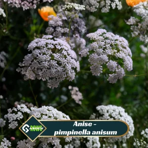 Anise Seeds - Pimpinella anisum - 50 Sweet Aromatic Herb Seeds for Culinary Gardens - Image 2