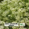 Anise Seeds - Pimpinella anisum - 50 Sweet Aromatic Herb Seeds for Culinary Gardens - Image 1
