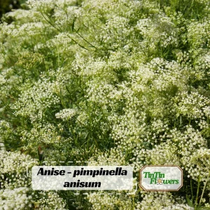 Anise Seeds - Pimpinella anisum - 50 Sweet Aromatic Herb Seeds for Culinary Gardens - Image 1