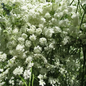 Anise Seeds - Pimpinella anisum - 50 Sweet Aromatic Herb Seeds for Culinary Gardens - Image 4