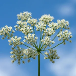 Anise Seeds - Pimpinella anisum - 50 Sweet Aromatic Herb Seeds for Culinary Gardens - Image 5
