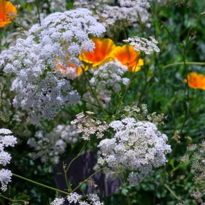 Anise Seeds - Pimpinella anisum - 50 Sweet Aromatic Herb Seeds for Culinary Gardens - Image 8