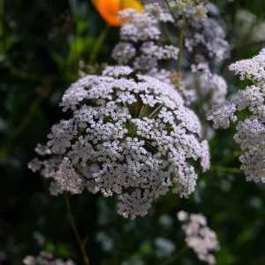 Anise Seeds - Pimpinella anisum - 50 Sweet Aromatic Herb Seeds for Culinary Gardens - Image 9