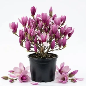 Ann Magnolia Tree Live Plant, Purple-Red Flowers, 1-2 ft Tall, Gallon Pot, Outdoor Shrub - Image 1