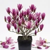 Ann Magnolia Tree Live Plant, Purple Red Flowers, 6-12" Tall, 2.5" Pot - Image 1