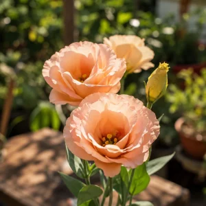 Apricot Eustoma Lisianthus Seeds - 20 Seeds - Double Rose-Like Blooms - Cut Flower - Image 10