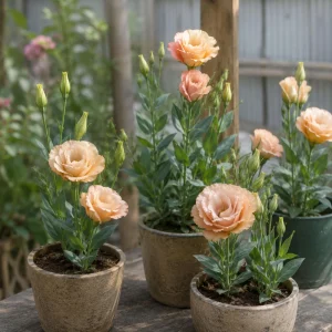 Apricot Eustoma Lisianthus Seeds - 20 Seeds - Double Rose-Like Blooms - Cut Flower - Image 2