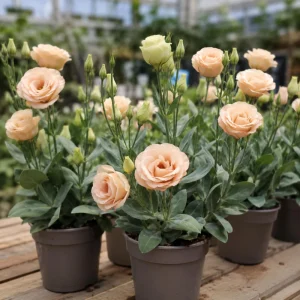 Apricot Eustoma Lisianthus Seeds - 20 Seeds - Double Rose-Like Blooms - Cut Flower - Image 3