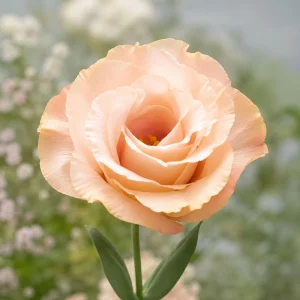 Apricot Eustoma Lisianthus Seeds - 20 Seeds - Double Rose-Like Blooms - Cut Flower - Image 4