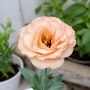 Apricot Eustoma Lisianthus Seeds - 20 Seeds - Double Rose-Like Blooms - Cut Flower - Image 5