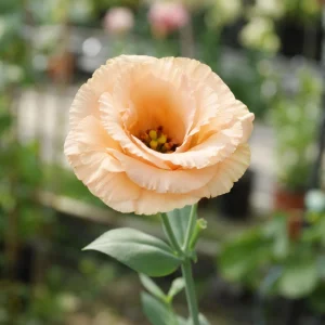 Apricot Eustoma Lisianthus Seeds - 20 Seeds - Double Rose-Like Blooms - Cut Flower - Image 9
