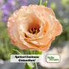 Apricot Eustoma Lisianthus Seeds - 20 Seeds - Double Rose-Like Blooms - Cut Flower - Image 1