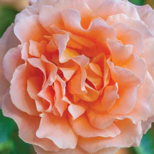 Apricot Polka Climbing Rose Seeds - Perennial Flower Seeds - 30 Seeds - Image 10