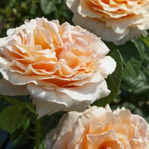 Apricot Polka Climbing Rose Seeds - Perennial Flower Seeds - 30 Seeds - Image 11