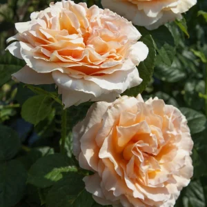 Apricot Polka Climbing Rose Seeds - Perennial Flower Seeds - 30 Seeds - Image 13