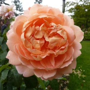 Apricot Polka Climbing Rose Seeds - Perennial Flower Seeds - 30 Seeds - Image 14