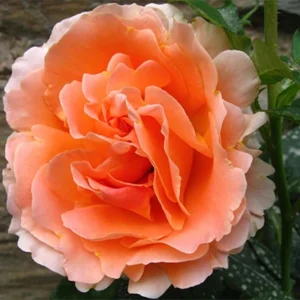 Apricot Polka Climbing Rose Seeds - Perennial Flower Seeds - 30 Seeds - Image 15