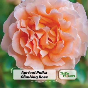Apricot Polka Climbing Rose Seeds - Perennial Flower Seeds - 30 Seeds - Image 1