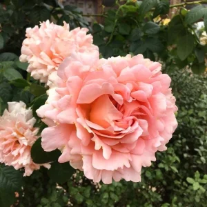 Apricot Polka Climbing Rose Seeds - Perennial Flower Seeds - 30 Seeds - Image 2