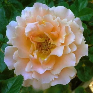 Apricot Polka Climbing Rose Seeds - Perennial Flower Seeds - 30 Seeds - Image 3