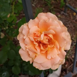 Apricot Polka Climbing Rose Seeds - Perennial Flower Seeds - 30 Seeds - Image 4