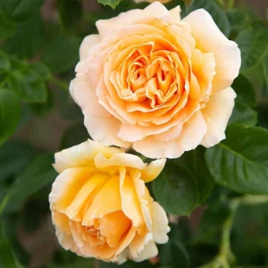 Apricot Polka Climbing Rose Seeds - Perennial Flower Seeds - 30 Seeds - Image 5