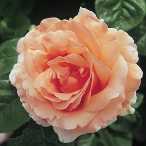 Apricot Polka Climbing Rose Seeds - Perennial Flower Seeds - 30 Seeds - Image 6