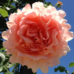 Apricot Polka Climbing Rose Seeds - Perennial Flower Seeds - 30 Seeds - Image 7