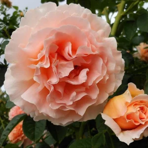 Apricot Polka Climbing Rose Seeds - Perennial Flower Seeds - 30 Seeds - Image 8