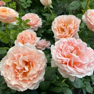 Apricot Polka Climbing Rose Seeds - Perennial Flower Seeds - 30 Seeds - Image 9