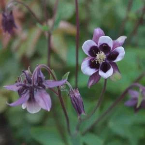 Aquilegia Magpie Columbine Seeds - Cold Resistant Flower Seeds - 25 Seeds Pack - Outdoor - Image 10