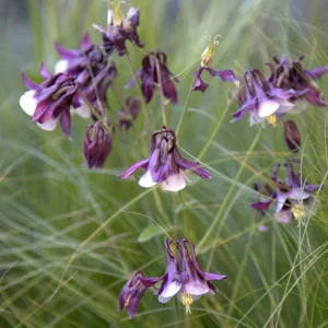 Aquilegia Magpie Columbine Seeds - Cold Resistant Flower Seeds - 25 Seeds Pack - Outdoor - Image 11
