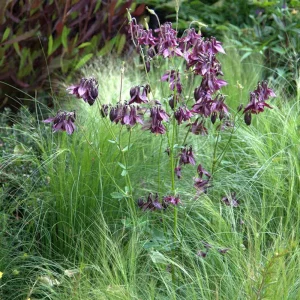 Aquilegia Magpie Columbine Seeds - Cold Resistant Flower Seeds - 25 Seeds Pack - Outdoor - Image 12