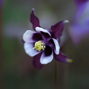 Aquilegia Magpie Columbine Seeds - Cold Resistant Flower Seeds - 25 Seeds Pack - Outdoor - Image 13