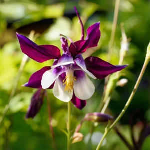 Aquilegia Magpie Columbine Seeds - Cold Resistant Flower Seeds - 25 Seeds Pack - Outdoor - Image 14