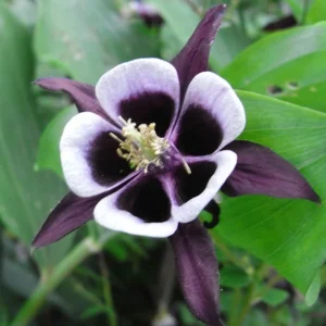 Aquilegia Magpie Columbine Seeds - Cold Resistant Flower Seeds - 25 Seeds Pack - Outdoor - Image 15