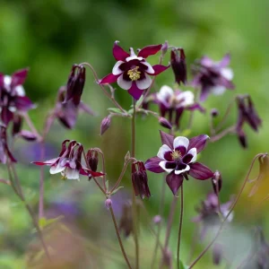 Aquilegia Magpie Columbine Seeds - Cold Resistant Flower Seeds - 25 Seeds Pack - Outdoor - Image 17