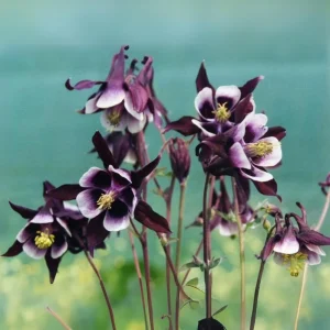 Aquilegia Magpie Columbine Seeds - Cold Resistant Flower Seeds - 25 Seeds Pack - Outdoor - Image 18