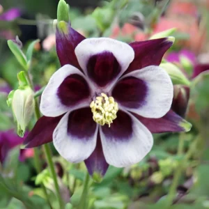 Aquilegia Magpie Columbine Seeds - Cold Resistant Flower Seeds - 25 Seeds Pack - Outdoor - Image 2