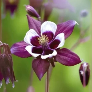 Aquilegia Magpie Columbine Seeds - Cold Resistant Flower Seeds - 25 Seeds Pack - Outdoor - Image 3