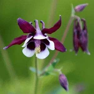 Aquilegia Magpie Columbine Seeds - Cold Resistant Flower Seeds - 25 Seeds Pack - Outdoor - Image 4