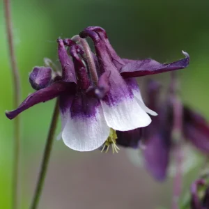 Aquilegia Magpie Columbine Seeds - Cold Resistant Flower Seeds - 25 Seeds Pack - Outdoor - Image 5