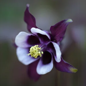 Aquilegia Magpie Columbine Seeds - Cold Resistant Flower Seeds - 25 Seeds Pack - Outdoor - Image 6