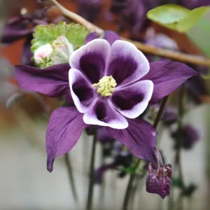 Aquilegia Magpie Columbine Seeds - Cold Resistant Flower Seeds - 25 Seeds Pack - Outdoor - Image 7