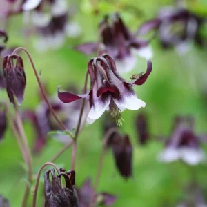 Aquilegia Magpie Columbine Seeds - Cold Resistant Flower Seeds - 25 Seeds Pack - Outdoor - Image 8