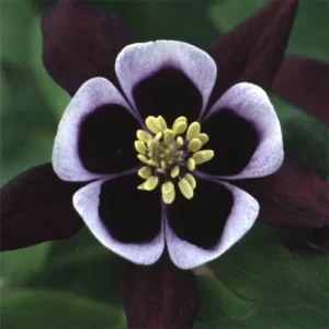 Aquilegia Magpie Columbine Seeds - Cold Resistant Flower Seeds - 25 Seeds Pack - Outdoor - Image 9