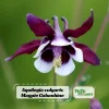 Aquilegia Magpie Columbine Seeds - Cold Resistant Flower Seeds - 25 Seeds Pack - Outdoor - Image 1