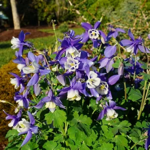 Aquilegia Spring Magic Navy White Columbine Seeds - 25 Seeds - Cold Hardy - Image 10