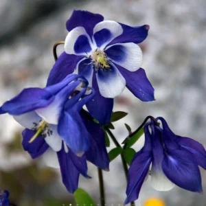 Aquilegia Spring Magic Navy White Columbine Seeds - 25 Seeds - Cold Hardy - Image 13