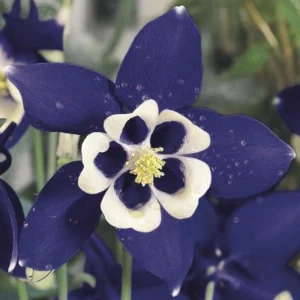 Aquilegia Spring Magic Navy White Columbine Seeds - 25 Seeds - Cold Hardy - Image 4